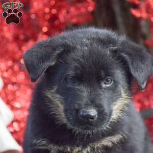 Anubis, German Shepherd Mix Puppy