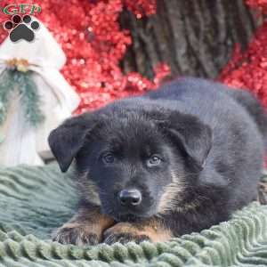 Anubis, German Shepherd Mix Puppy