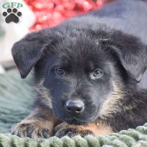 Anubis, German Shepherd Mix Puppy