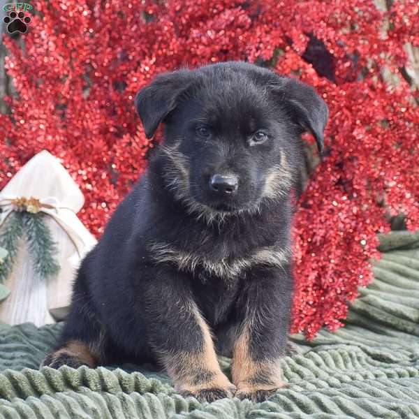 Anubis, German Shepherd Mix Puppy