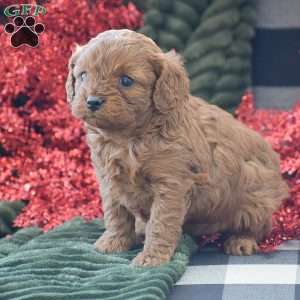 Bella, Cavapoo Puppy