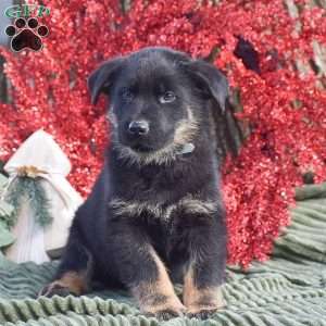 Anubis, German Shepherd Mix Puppy