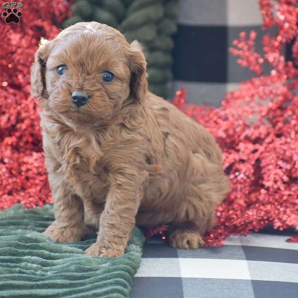 Bella, Cavapoo Puppy