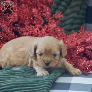 Brenda, Cavapoo Puppy