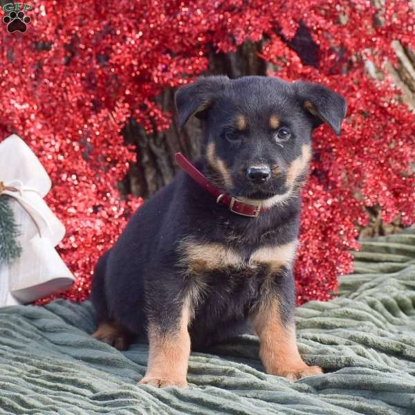 Annie, German Shepherd Mix Puppy