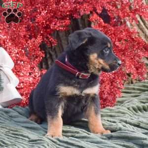 Annie, German Shepherd Mix Puppy