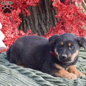 Annie, German Shepherd Mix Puppy