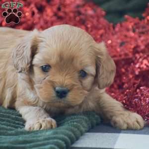 Brenda, Cavapoo Puppy