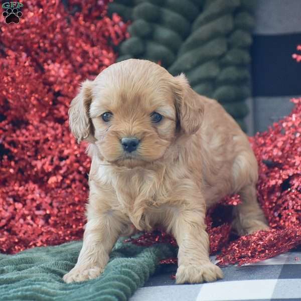 Brenda, Cavapoo Puppy