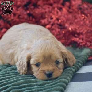 Brenda, Cavapoo Puppy