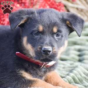 Annie, German Shepherd Mix Puppy