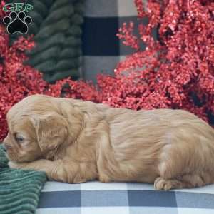 Brenda, Cavapoo Puppy