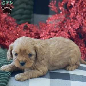 Brenda, Cavapoo Puppy