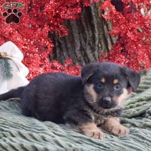 Axle, German Shepherd Mix Puppy