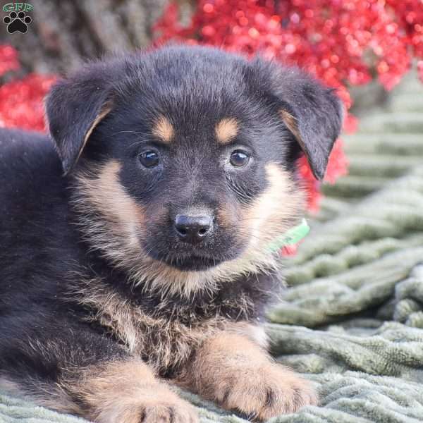 Axle, German Shepherd Mix Puppy