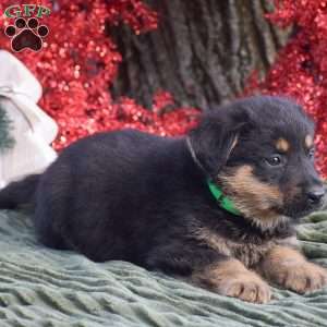 Axle, German Shepherd Mix Puppy