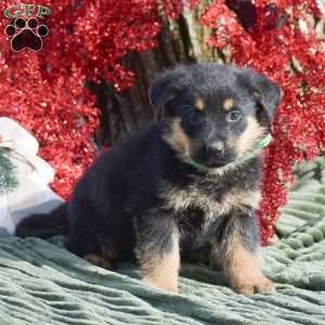 Axle, German Shepherd Mix Puppy