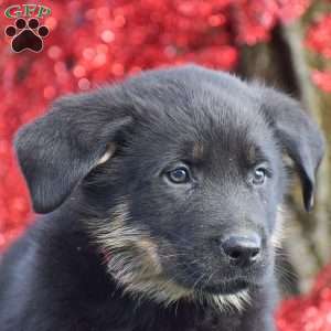 Austin, German Shepherd Mix Puppy