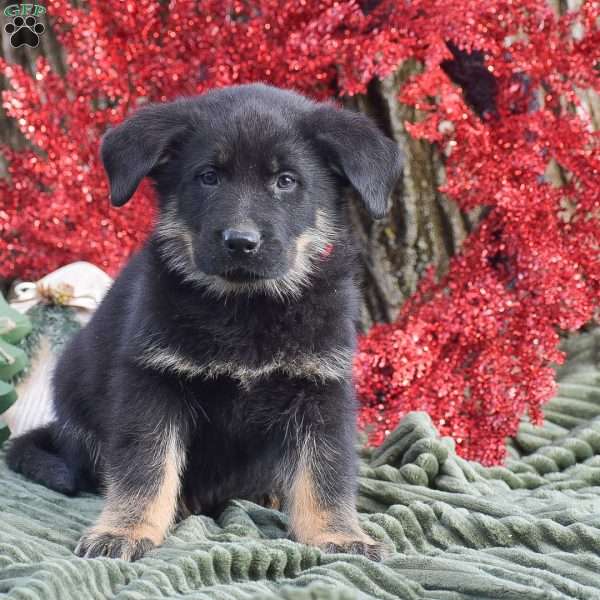 Austin, German Shepherd Mix Puppy