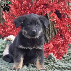 Austin, German Shepherd Mix Puppy