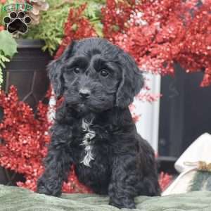 Marvin, Cockapoo Puppy