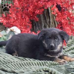 Austin, German Shepherd Mix Puppy