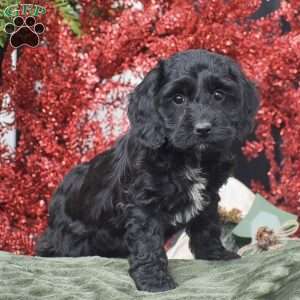 Marvin, Cockapoo Puppy