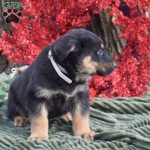 Atlas, German Shepherd Mix Puppy