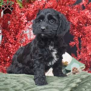 Marvin, Cockapoo Puppy