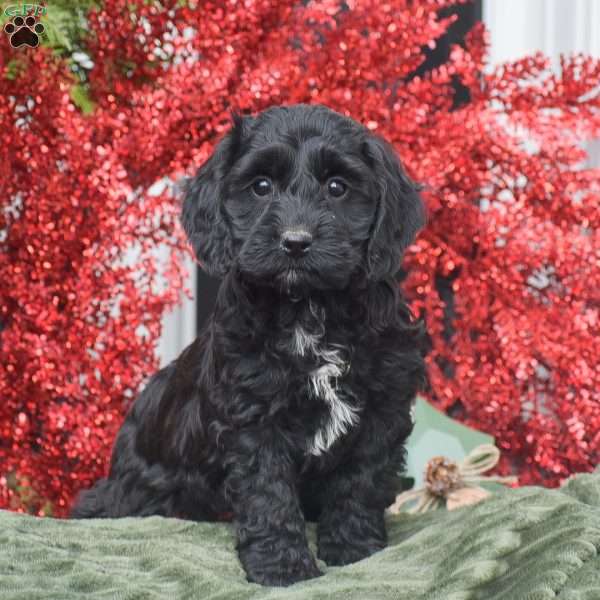 Marvin, Cockapoo Puppy