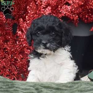 Miles, Cockapoo Puppy