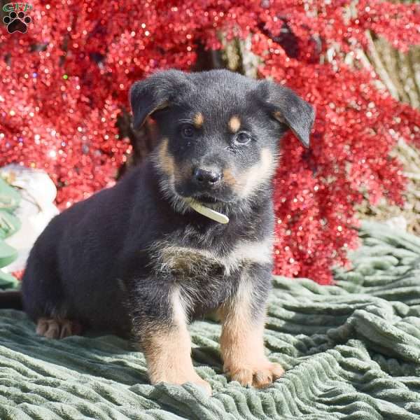 Atlas, German Shepherd Mix Puppy