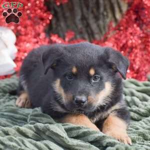 Atlas, German Shepherd Mix Puppy