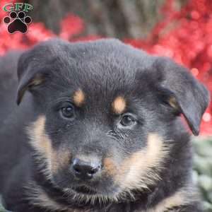 Atlas, German Shepherd Mix Puppy