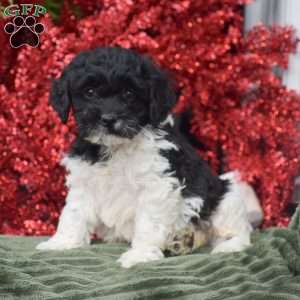 Miles, Cockapoo Puppy