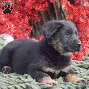 Archer, German Shepherd Mix Puppy