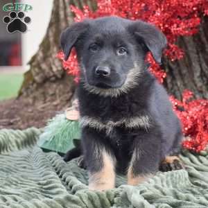 Archer, German Shepherd Mix Puppy