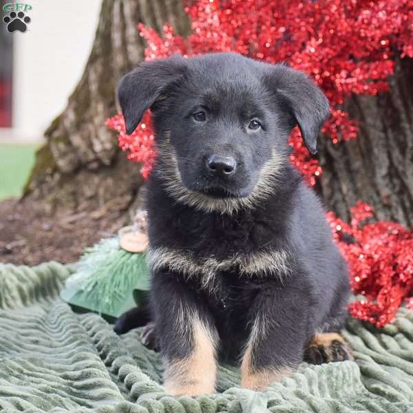 Archer, German Shepherd Mix Puppy