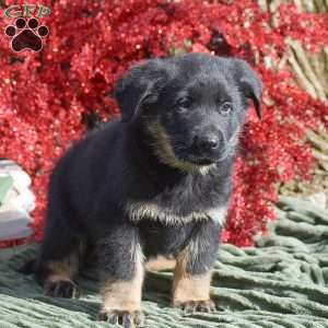 Archer, German Shepherd Mix Puppy