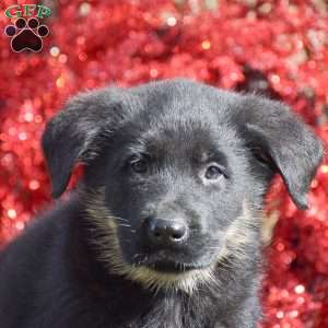 Archer, German Shepherd Mix Puppy