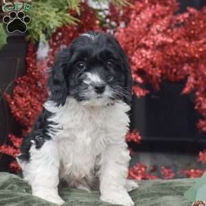 Marlon, Cockapoo Puppy