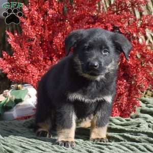 Archer, German Shepherd Mix Puppy