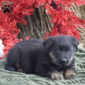 Arthur, German Shepherd Mix Puppy