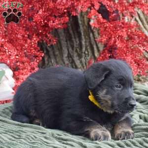 Arthur, German Shepherd Mix Puppy