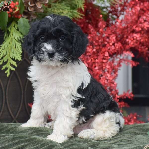 Marlon, Cockapoo Puppy