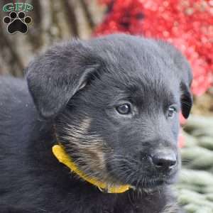 Arthur, German Shepherd Mix Puppy