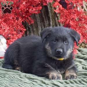 Arthur, German Shepherd Mix Puppy