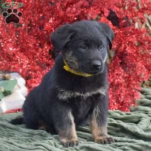 Arthur, German Shepherd Mix Puppy