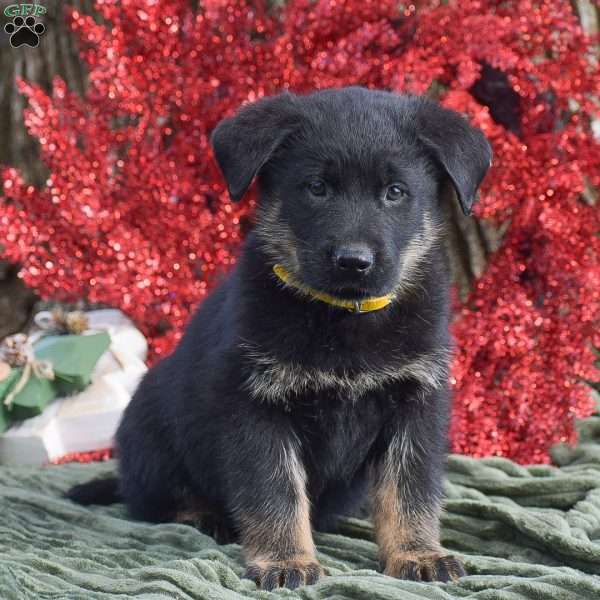 Arthur, German Shepherd Mix Puppy