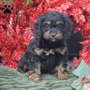 Mikayla, Cockapoo Puppy